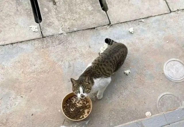小猫被女孩偷偷诱拐回家,3天后猫妈找上门讨要,骂骂咧咧超凶 小猫被女孩偷偷诱拐回家,3天后猫妈找上门讨要,骂骂咧咧超凶