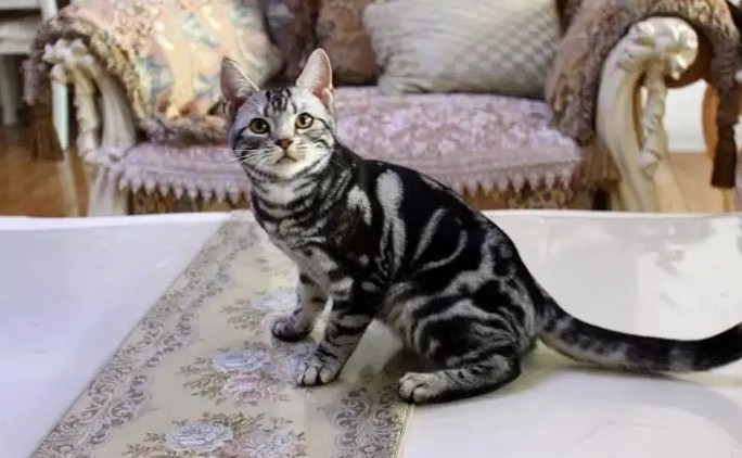 美短虎斑猫什么时候发腮