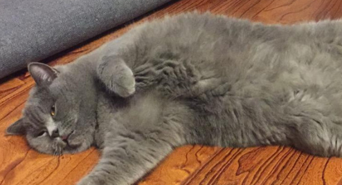 猫咪隐睾有多大几率可以下来