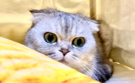 孙球球的幸福生活是什么品种的猫