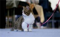 怎么给猫喂驱虫药片