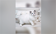 范特西是只布偶猫多少钱一只
