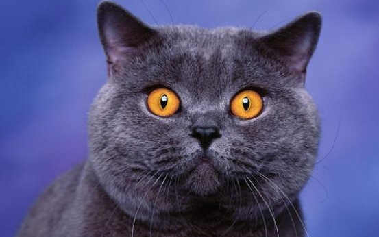 蓝猫6个多月一般要多重才正常？