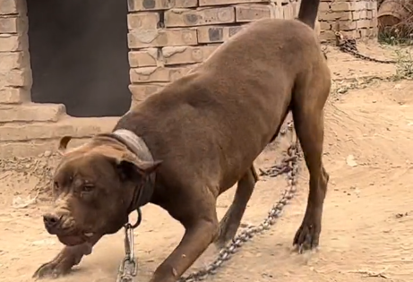 猛犬迷·大体比特是大型犬吗.png