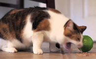 猫咪吐黄水是怎么回事儿