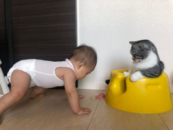 猫咪因霸占宝宝座椅被教训，猫：凭什么我这个宝宝不能坐？.png