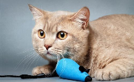 猫为什么不可以吃蛋白