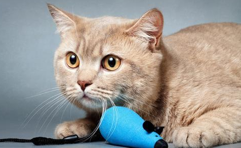 人的红霉素眼膏可不可以给猫用 人的红霉素眼膏可不可以给猫用