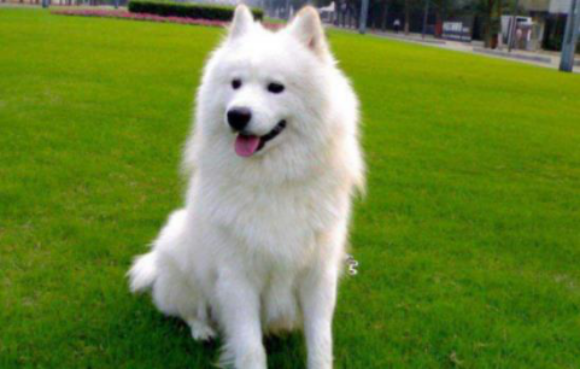 萨摩耶犬得犬瘟热会出现这些症状，家长们一定要好好get