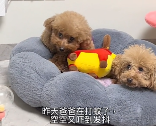 四个泰迪的妈妈艾碧搞笑视频.png