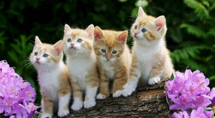 母猫尿频而且每次只尿一点怎么办? 母猫尿频而且每次只尿一点怎么办?