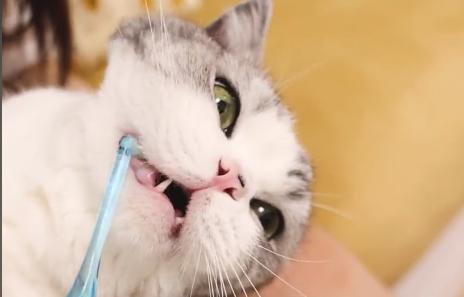 花花与三猫CatLive怎么了.png