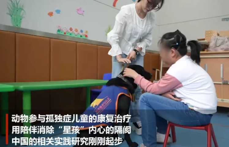 国际导盲犬日:治愈犬为“星星的孩子”点亮灯光 国际导盲犬日:治愈犬为“星星的孩子”点亮灯光
