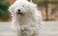 可蒙犬听话训练方法，铲屎官们一定要掌握！