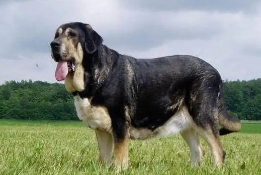 中亚牧羊犬握手训练教程有需要可以get一下