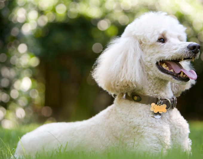 想要训练贵宾犬上厕所，学会这些技巧就行了