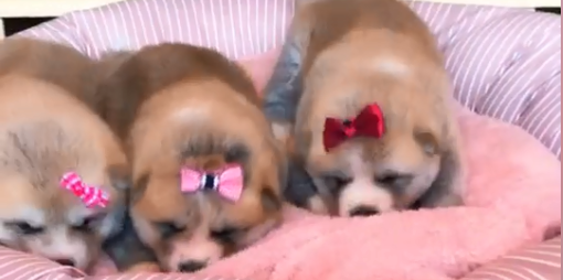 秋田犬专卖怎么样