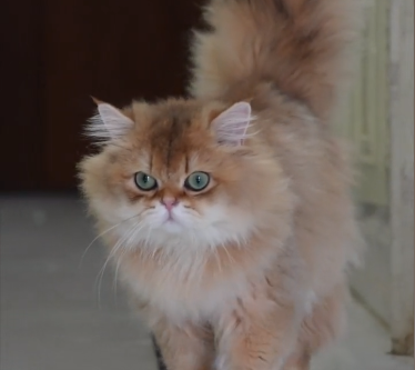 一个半月的小猫可以洗澡了吗.png