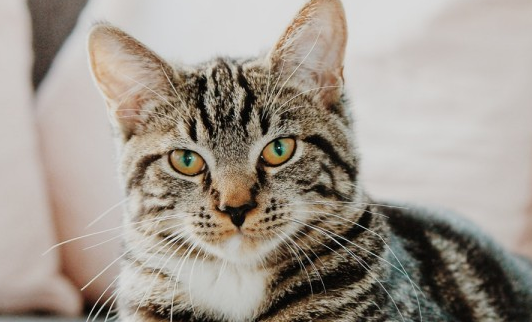 猫猫的一年相当于几岁