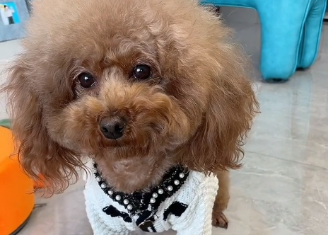 网红泰迪哈尼多大了