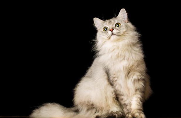 猫吐了吃什么药好一点