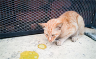 猫突然吐出黄色液体是什么原因