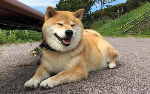 狗狗一岁半相当于人类的多少岁