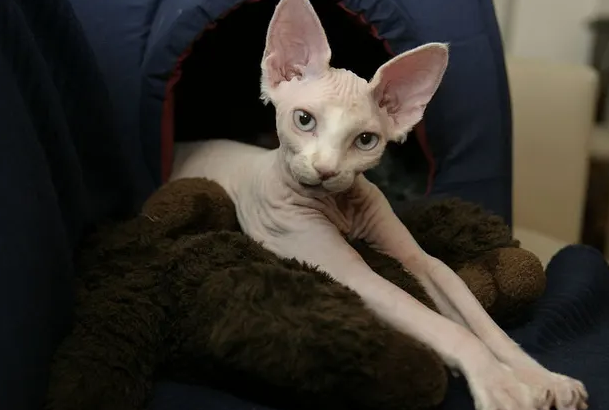 训练加拿大无毛猫乖巧听话注意事项,铲屎官要好好掌握! 训练加拿大无毛猫乖巧听话注意事项,铲屎官要好好掌握!
