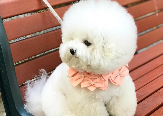 训练比熊犬叼东西,比想象中要简单 训练比熊犬叼东西,比想象中要简单