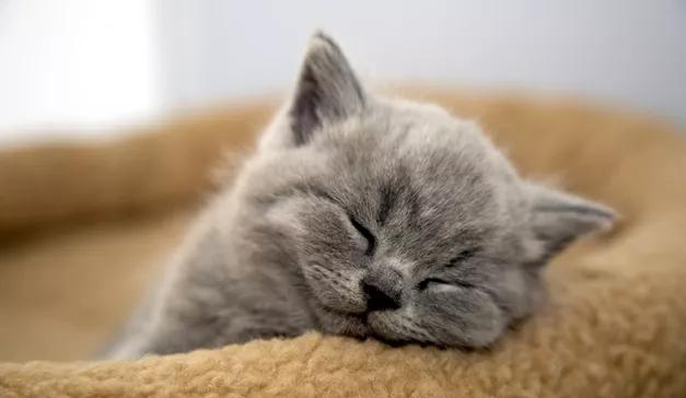 发烧可能会导致猫咪脱水,因此铲屎官要准备好新鲜的水供猫咪随时饮用.