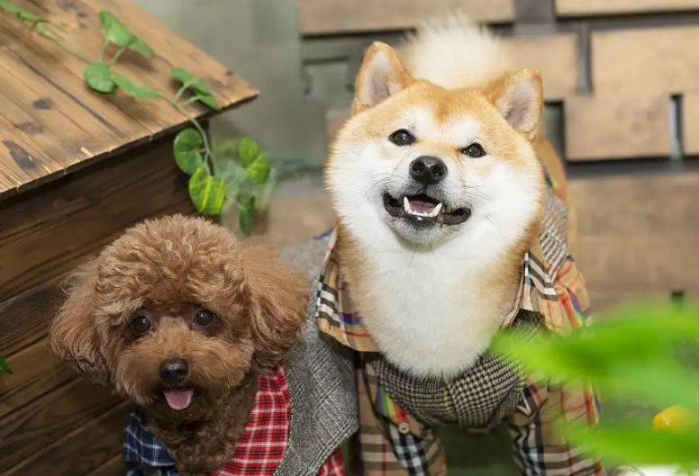 半夜两三点狗一直叫怎么回事啊