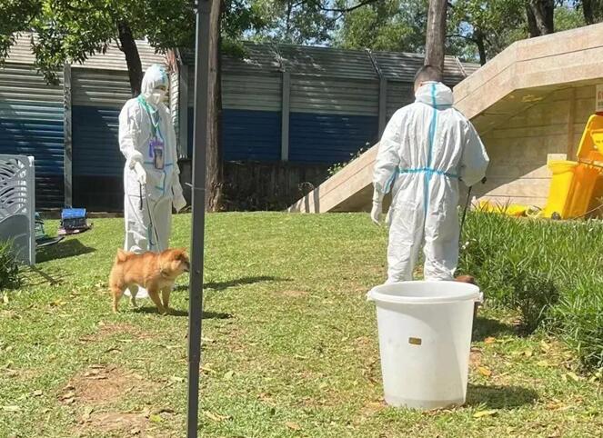 阿喵阿汪住方舱获“荣誉证书”，揭秘全国首个“宠物方舱”