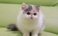小猫的正常体温应该是多少