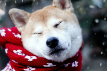 柴犬寿命短 那柴犬几个月算成年呢 宠物网