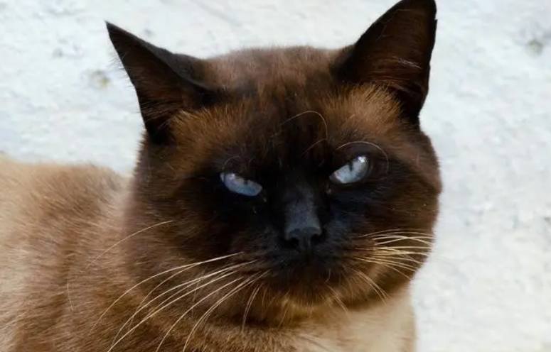 猫咪拉肚子是什么原因引起的呢
