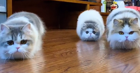 mojo家的矮脚猫是什么猫