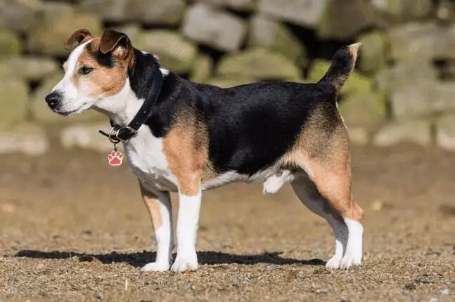 比格猎犬不听话怎么办？做这些训练就够了