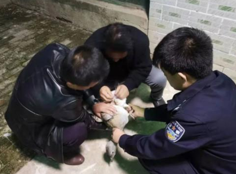 庆阳警方成功救助一只国家一级重点保护野生动物大鸨