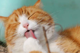 三个月的猫吃的猫粮要泡一下吗.png 三个月的猫吃的猫粮要泡一下吗.png