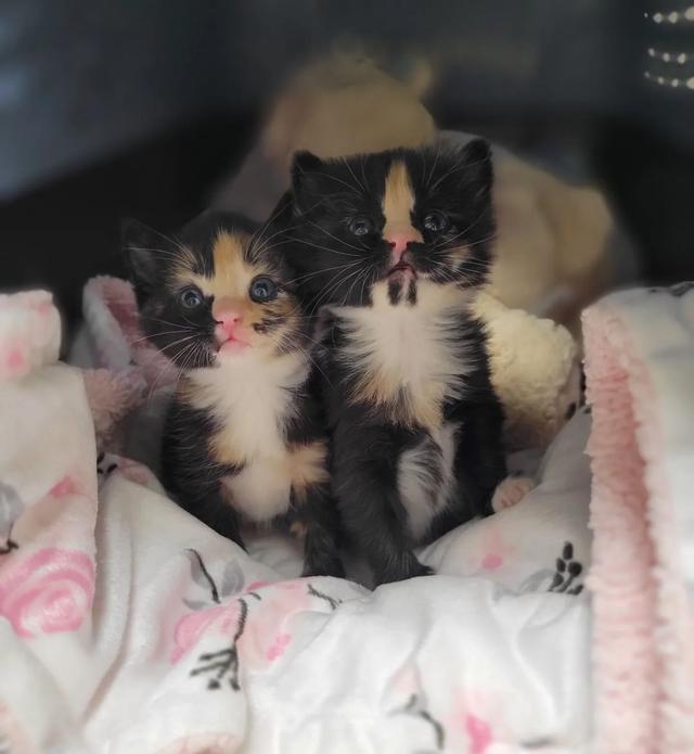 被遗弃的猫咪姐妹花幸运地被救出后,和牧羊犬交朋友 被遗弃的猫咪姐妹花幸运地被救出后,和牧羊犬交朋友