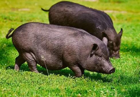 看到甘肃黑猪,你会流哈喇子吗?