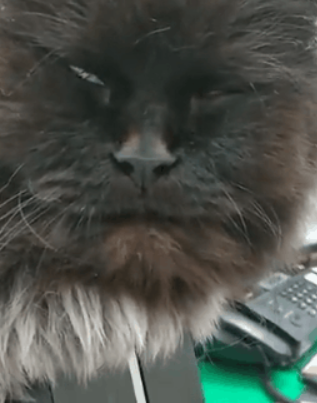 一只七岁的猫课长被逮捕，原因竟是长期要求员工加班......