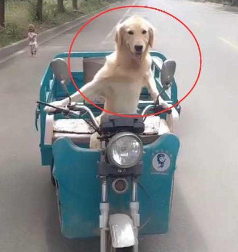 农村男子养了一条宠物狗，这狗狗每天骑着电动三轮车去兜风！