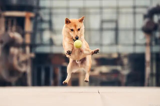 训练柴犬，一定要多用心！