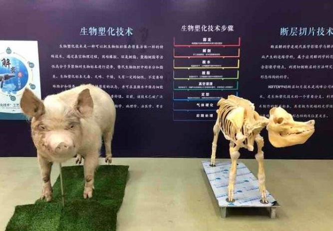 “猪坚强”在大连做成标本，将被送回建川博物馆展览