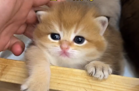 邓峰萌萌摔肿了是哪里人