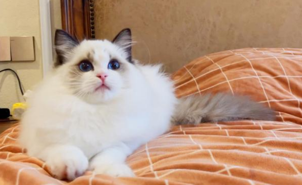猫咪为什么喜欢踩奶是什么原因
