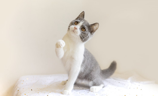 土猫绝育之前必须打疫苗么
