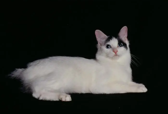 日本短尾猫打滚训练方法，快来掌握！