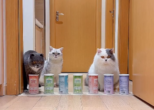冬至不会飞的猫咪图片.png